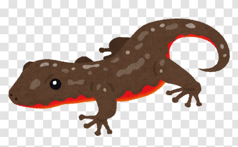 Japanese Fire Belly Newt Amphibian Vertebrate Schlegel's Gecko Reptile - Animal Figure Transparent PNG