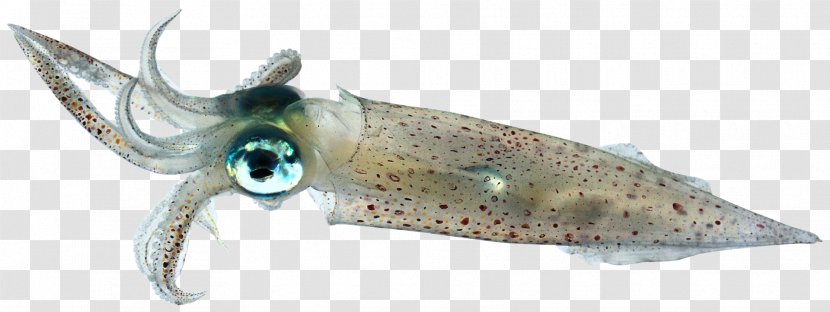 Squid As Food Octopus Invertebrate Bigfin Reef - Animal Source Foods - Figure Transparent PNG