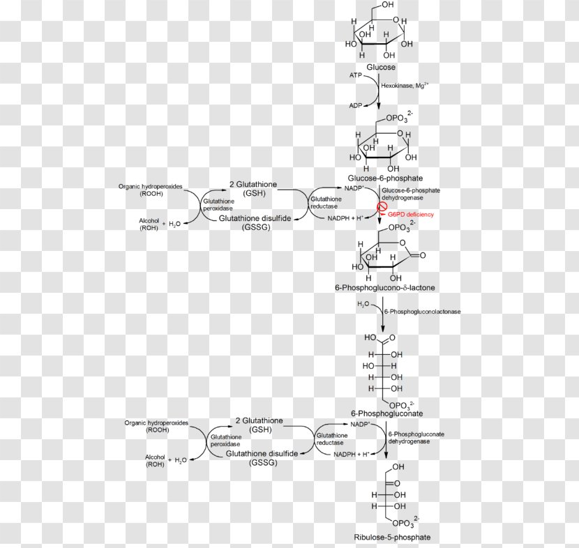 Glucose 6-phosphate Glucose-6-phosphate Dehydrogenase Deficiency Hematology Pentose Phosphate Pathway - Black And White - Blood Transparent PNG