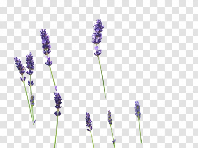 English Lavender Drawing Clip Art - Tiff Transparent PNG