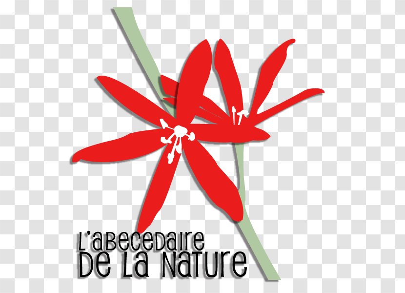 Logo Flowering Plant Line Font Transparent PNG