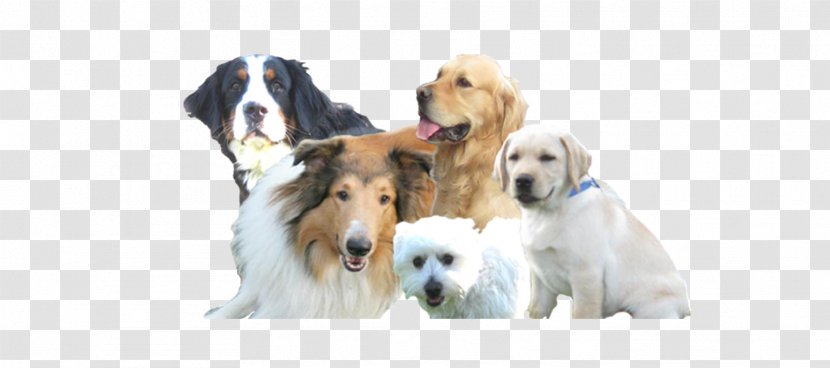 Dog Breed Puppy Hundesalon Smiley Sporting Group - Companion Transparent PNG