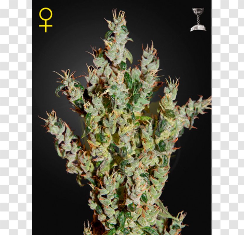 Haze Marijuana Skunk Seed Cannabis Sativa Transparent PNG