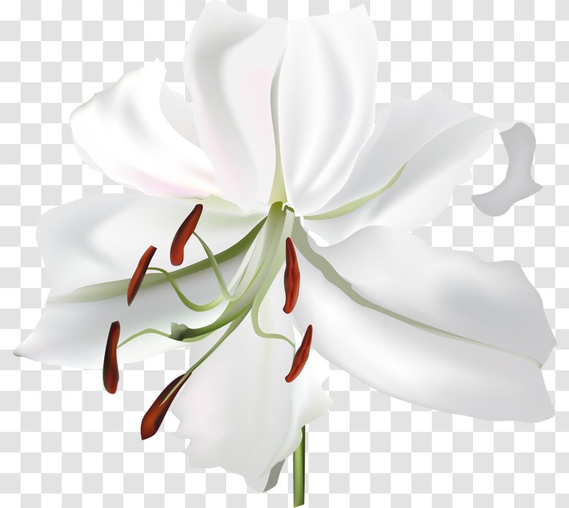 Lilium Flower White Botanical Illustration - Jersey Lily Transparent PNG