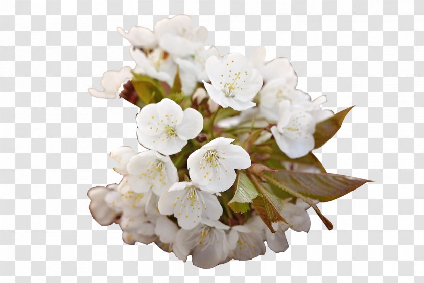 Cherry Blossom Floral Design White - Plant Transparent PNG