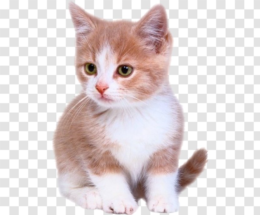 Kitten Puppy Bengal Cat Dog - Munchkin Transparent PNG