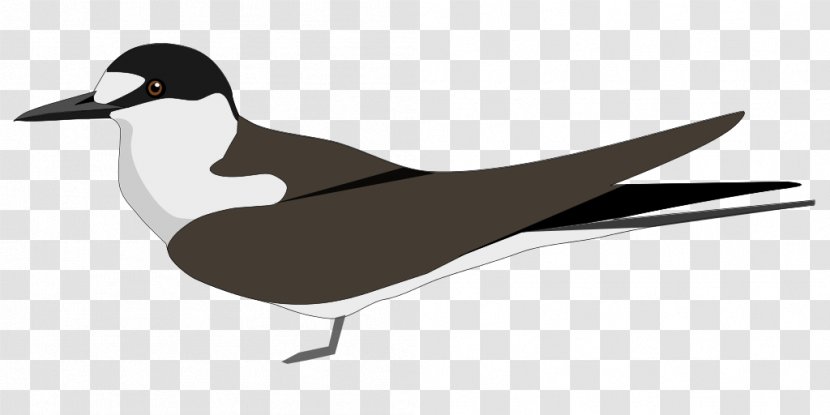 Sooty Tern States And Territories Of India Duck Lakshadweep Common Hill Myna Transparent PNG