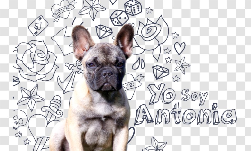 French Bulldog Toy Puppy Dog Breed - Snout Transparent PNG