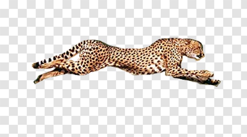 Cheetah Conservation Fund Leopard Jaguar Fauna - Carnivoran Transparent PNG