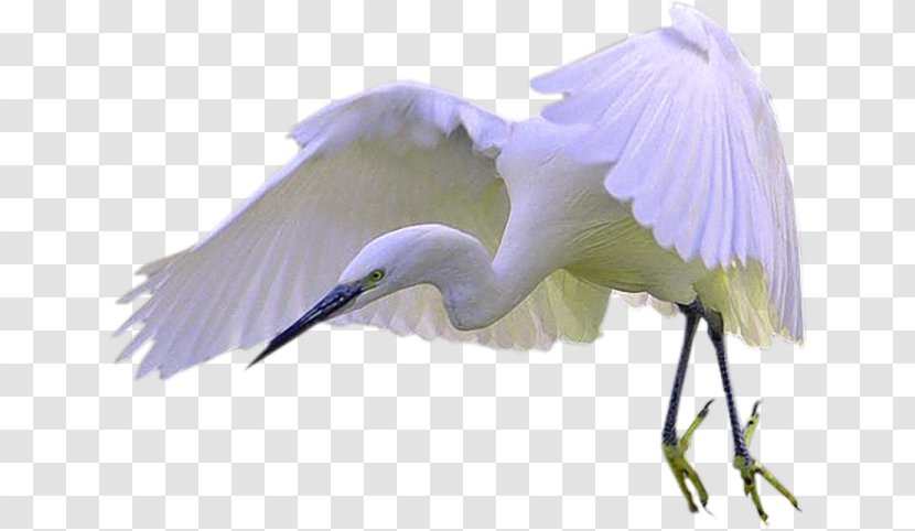 Bird Great Egret Crane Cygnini Clip Art Transparent PNG