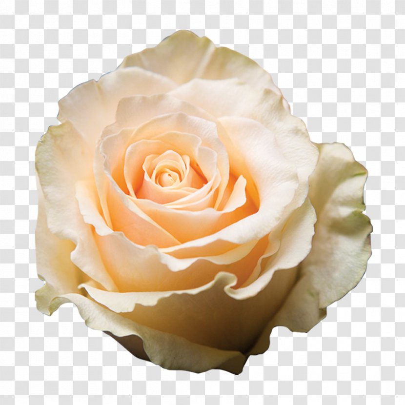 Garden Roses Cabbage Rose Floribunda Laceleaf Cut Flowers - Petal - Roze Flower Transparent PNG