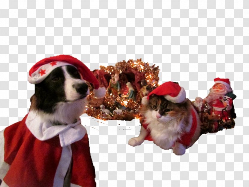 Dog Breed Border Collie Puppy Christmas Ornament Rough Transparent PNG