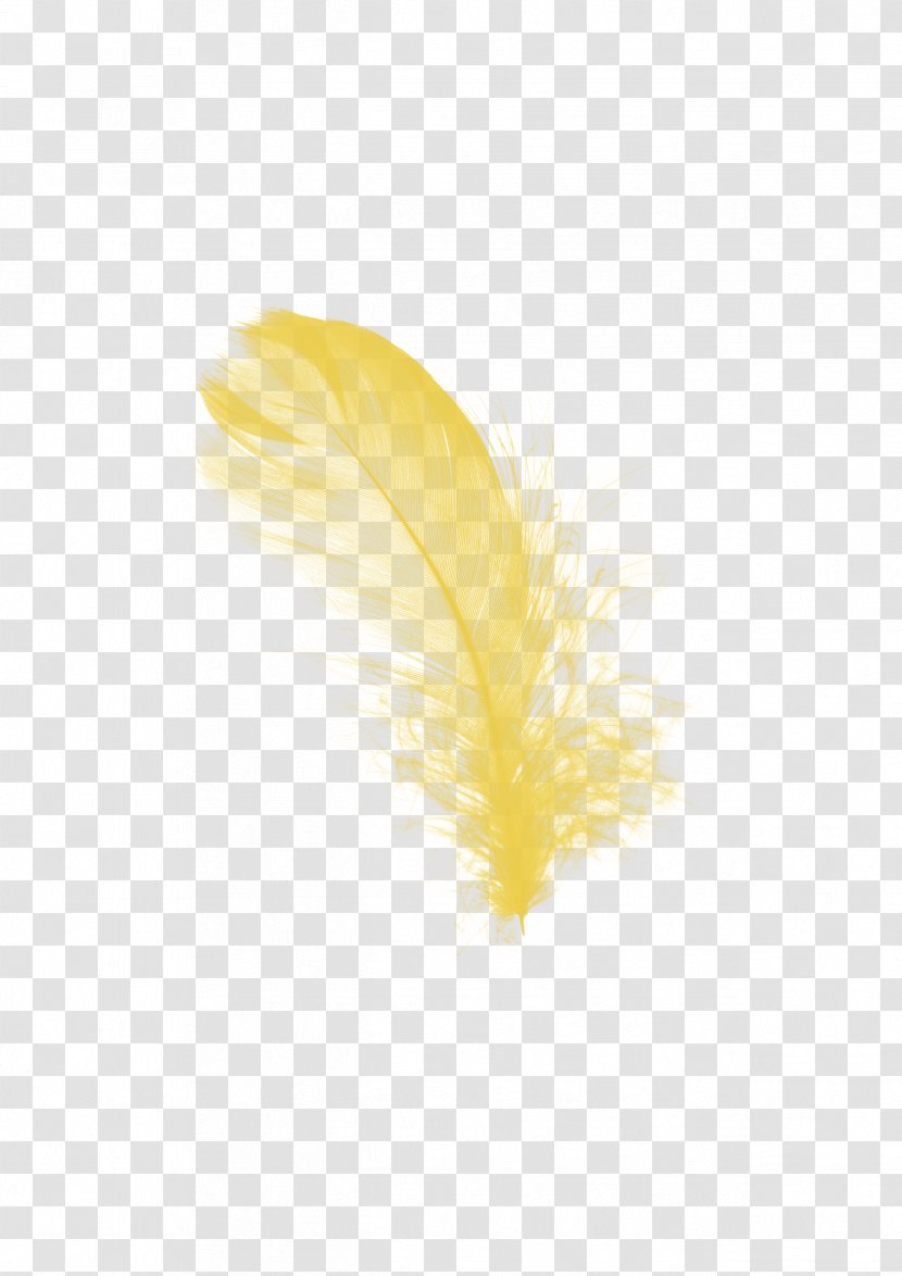 Feather Yellow Image Design - Turkey Transparent PNG