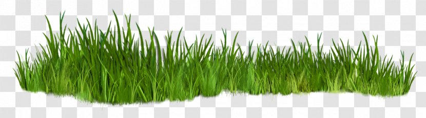 Shrub Grasses Clip Art - Plant Transparent PNG