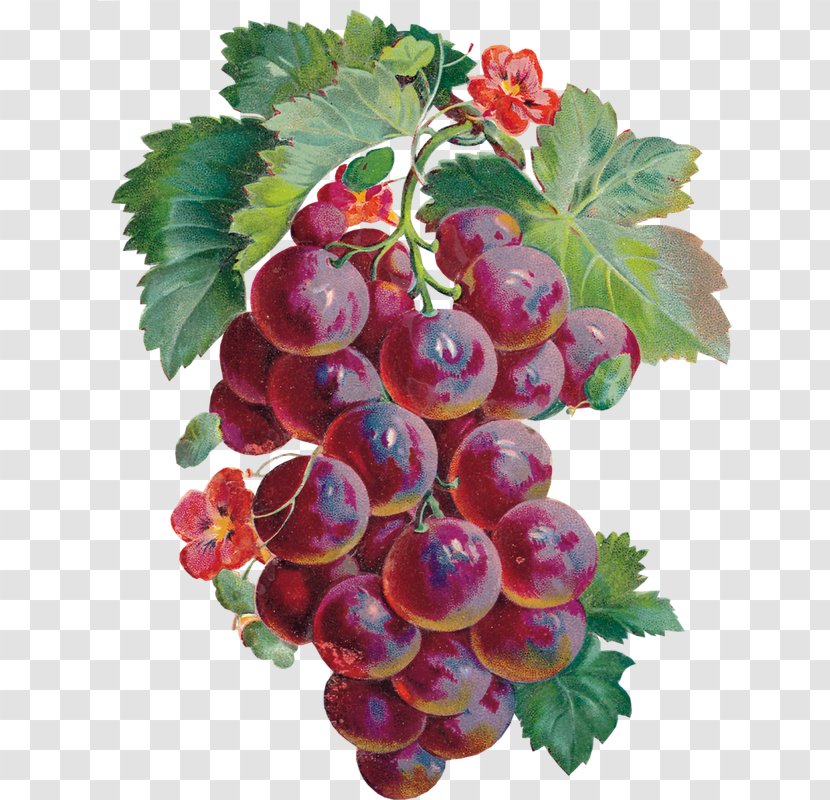 Grape Zante Currant Boysenberry Food Loganberry - Superfood - Verdura Transparent PNG
