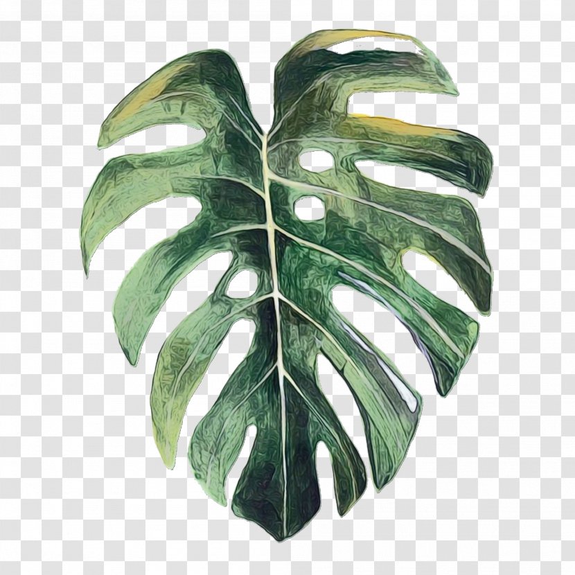 Drawing Of Family - Houseplant - Glass Arum Transparent PNG