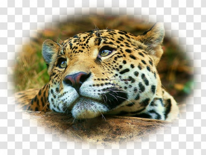 Cheetah Desktop Wallpaper IPhone 4S Leopard Jaguar - Big Cats Transparent PNG