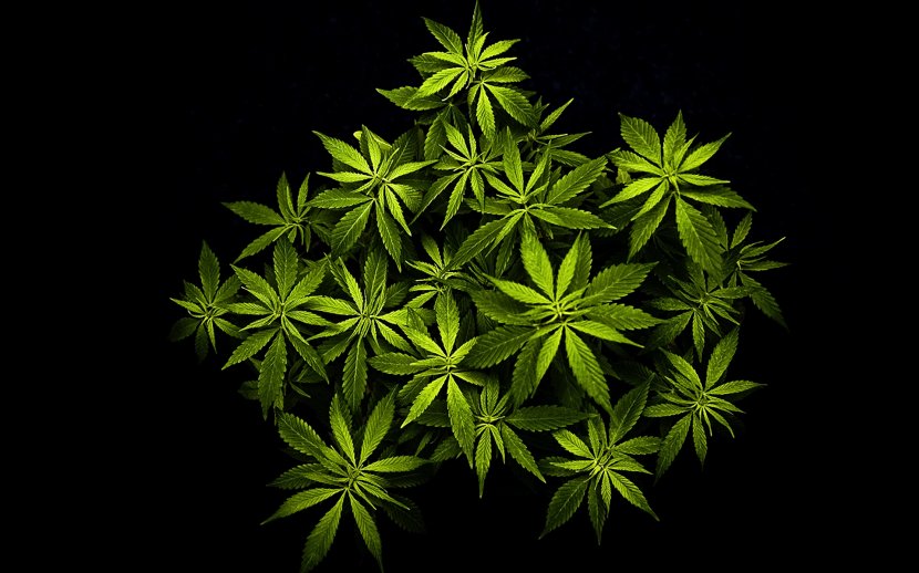 Cannabis Desktop Wallpaper High-definition Video Television Hemp - Highdefinition Transparent PNG
