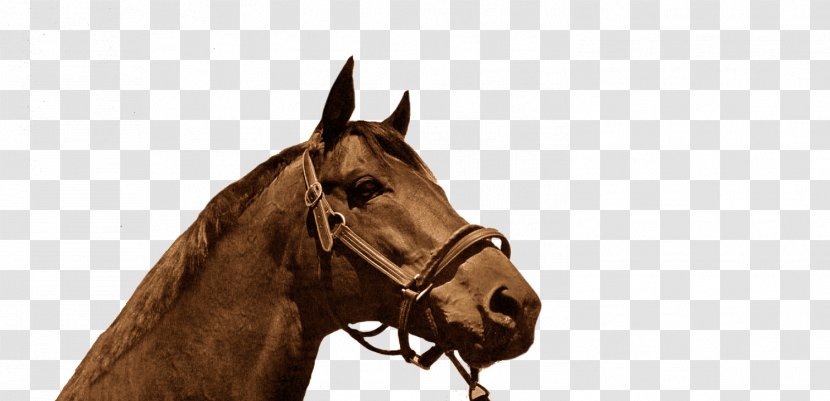 Mustang Stallion Seabiscuit Mare Horse Racing Transparent PNG