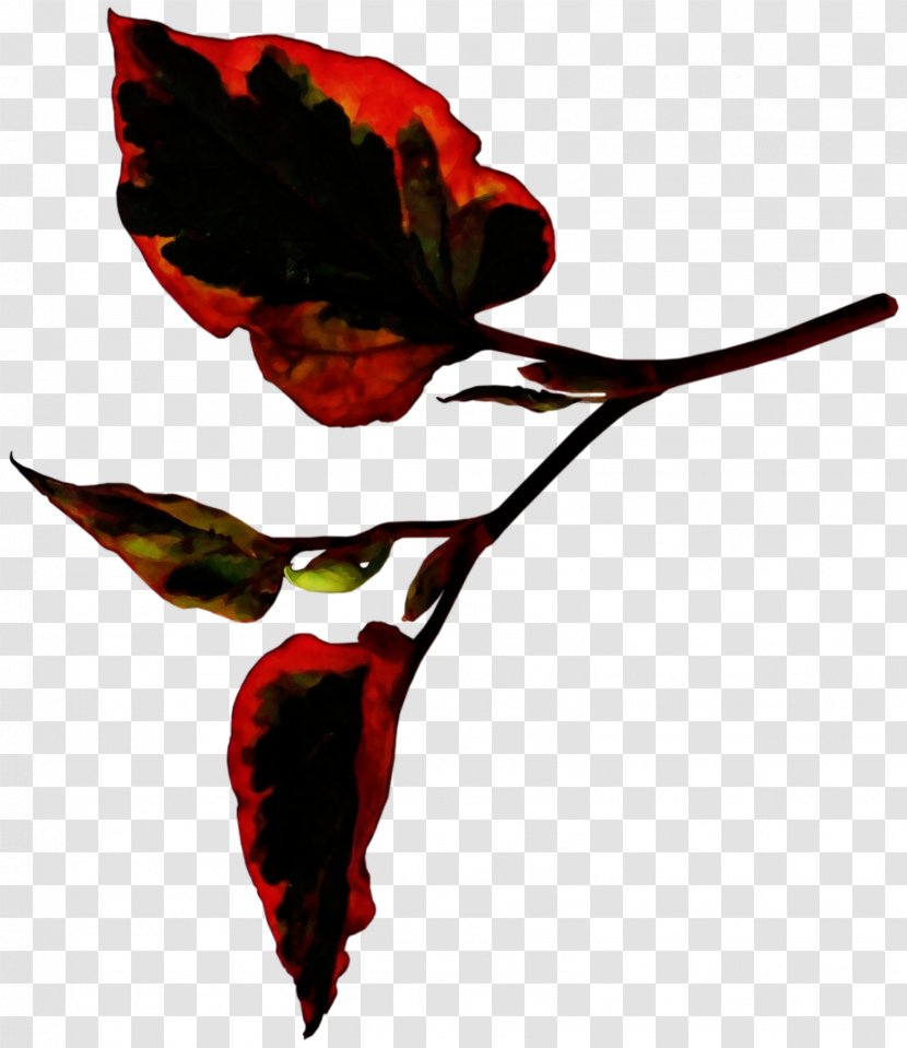Rose Leaf - Plant Stem - Chili Pepper Hummingbird Transparent PNG