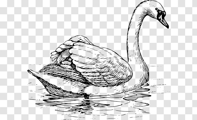 Drawing Bird Clip Art - Ducks Geese And Swans - Swan Lake Transparent PNG