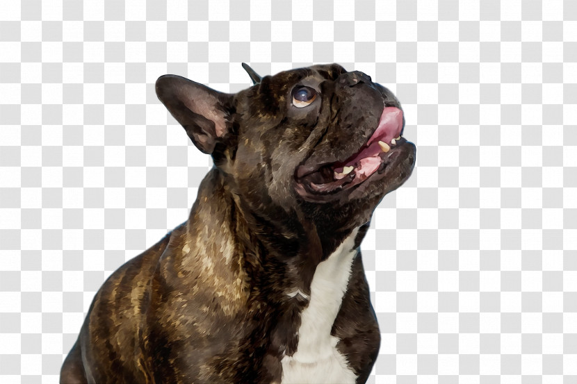 French Bulldog Transparent PNG