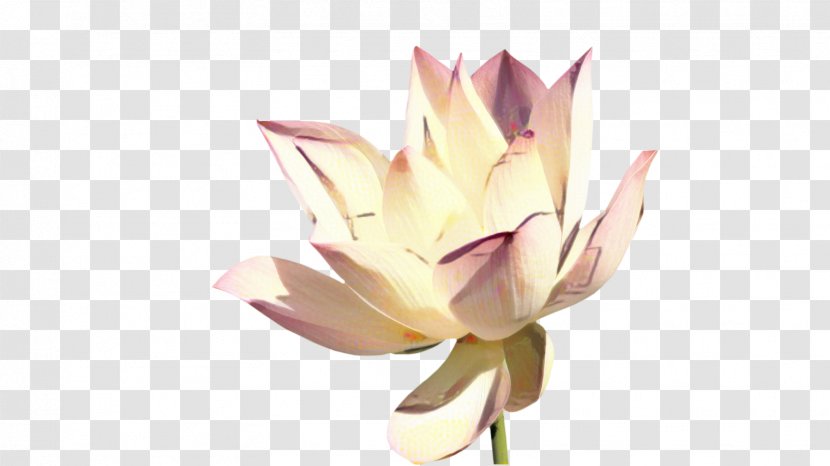 Lily Flower Cartoon - Plant Stem - Magnolia Family Wildflower Transparent PNG