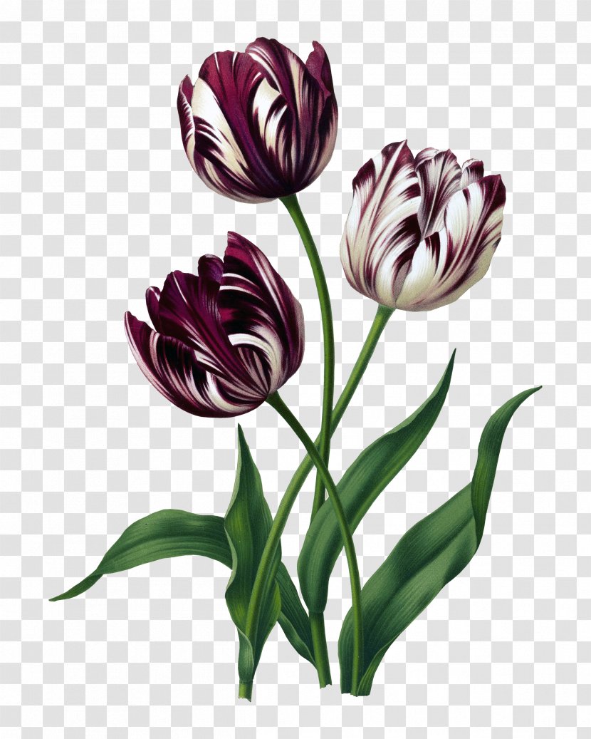 Tulip Drawing Flower Artist Painting - Petal Transparent PNG