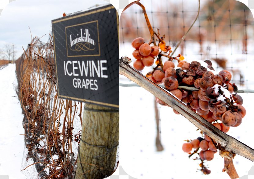 Inniskillin Ice Wine Vintners Quality Alliance Grape - Festival Transparent PNG