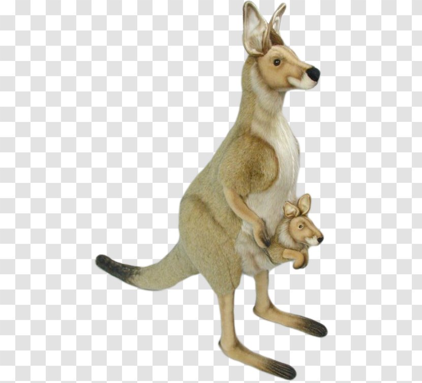 Kangaroo - Terrestrial Animal Transparent PNG