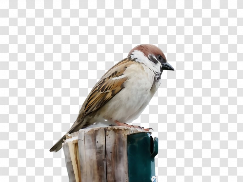 Bird Sparrow Beak House Songbird - Finch - Perching Transparent PNG