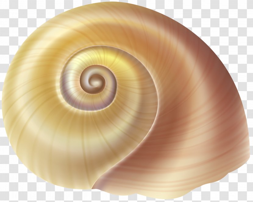 Gastropods Seashell Gastropod Shell Clip Art - Conch Transparent PNG