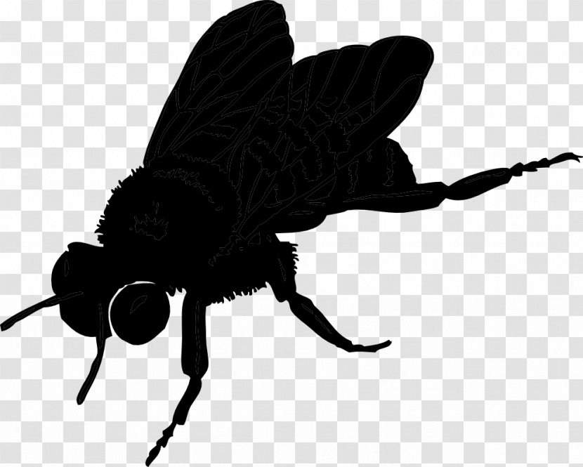 Honey Bee Insect Hymenopterans Butterfly - Blowflies - Black Fly Transparent PNG