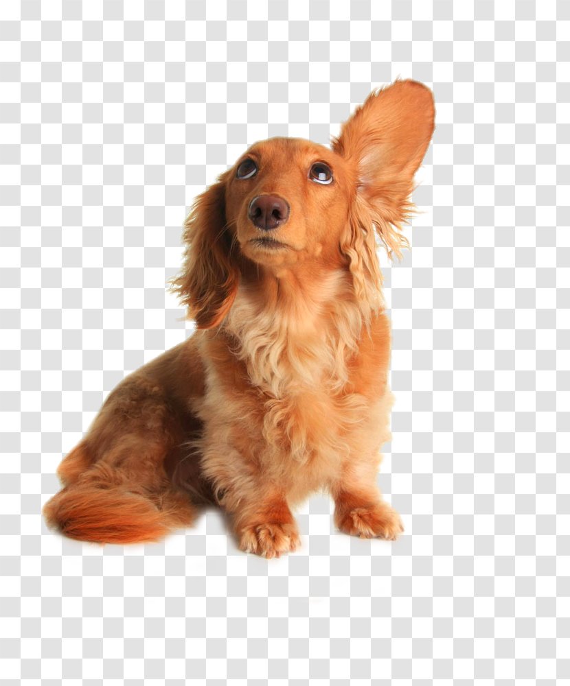 Dachshund Pet Sitting Dog Grooming Listening - Spaniel - Drooping Ears Transparent PNG