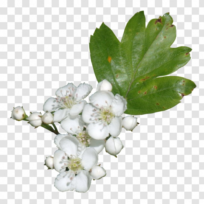 Subshrub - Plant - Lily Of The Valley Transparent PNG