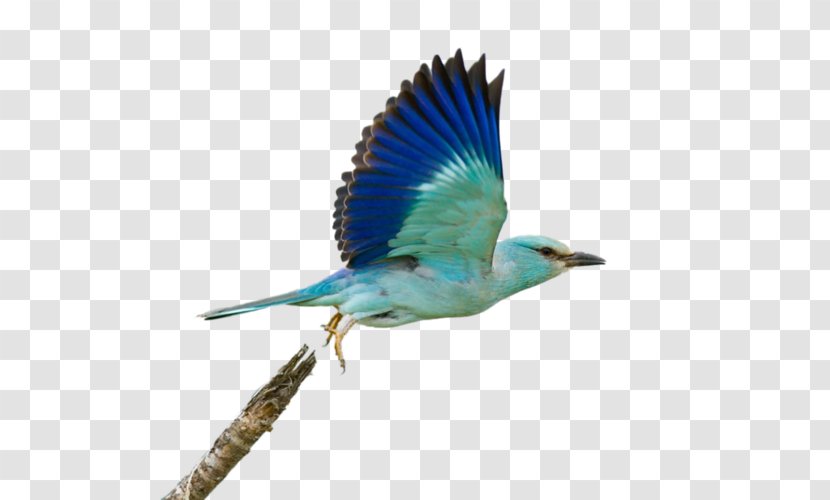 Bird Flight Photography - Turquoise Transparent PNG