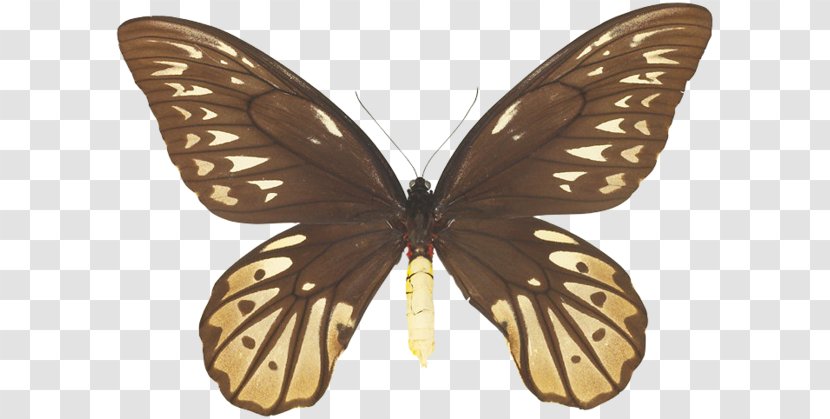 Butterfly Queen Alexandra's Birdwing Ornithoptera Euphorion Richmondia - Pieridae Transparent PNG