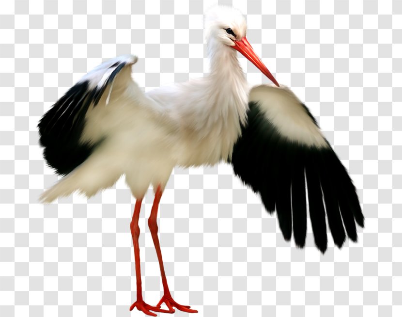 Bird White Stork Crane Fieseler Fi 156 - Neck - Li Transparent PNG