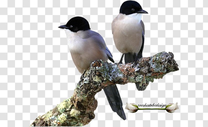 Beak Passerine Bird - Dieren Transparent PNG