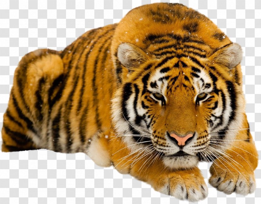 Siberian Tiger South China Lion Wallpaper - Terrestrial Animal Transparent PNG