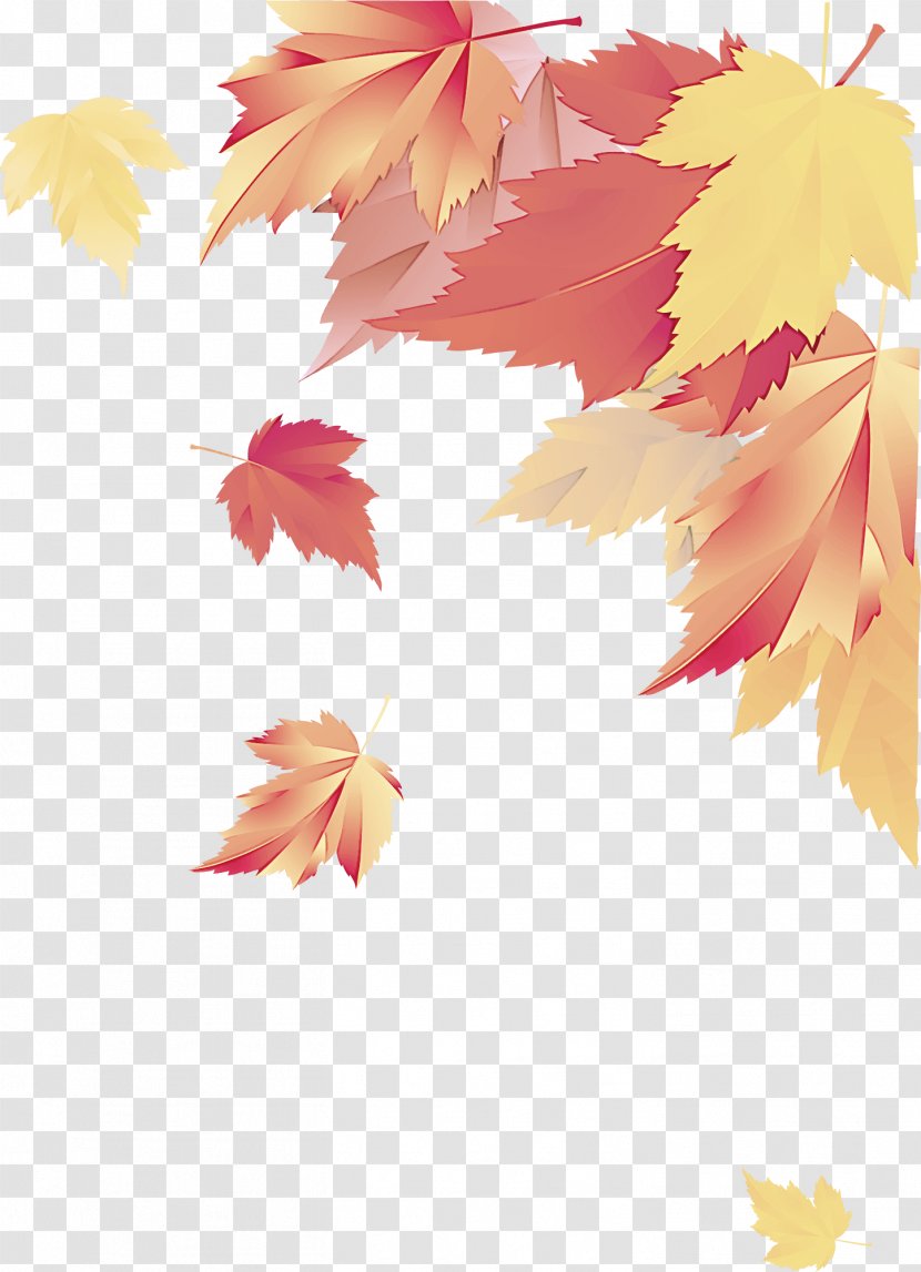 Maple Leaf - Plant - Deciduous Plane Transparent PNG