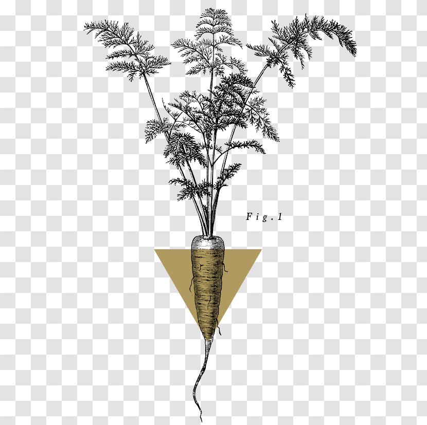Twig Plant Stem Flowering - Flora - Natural Selection Transparent PNG