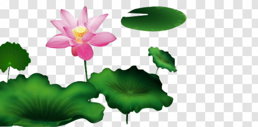 Nelumbo Nucifera Lake - Leaf - Lotus Transparent PNG