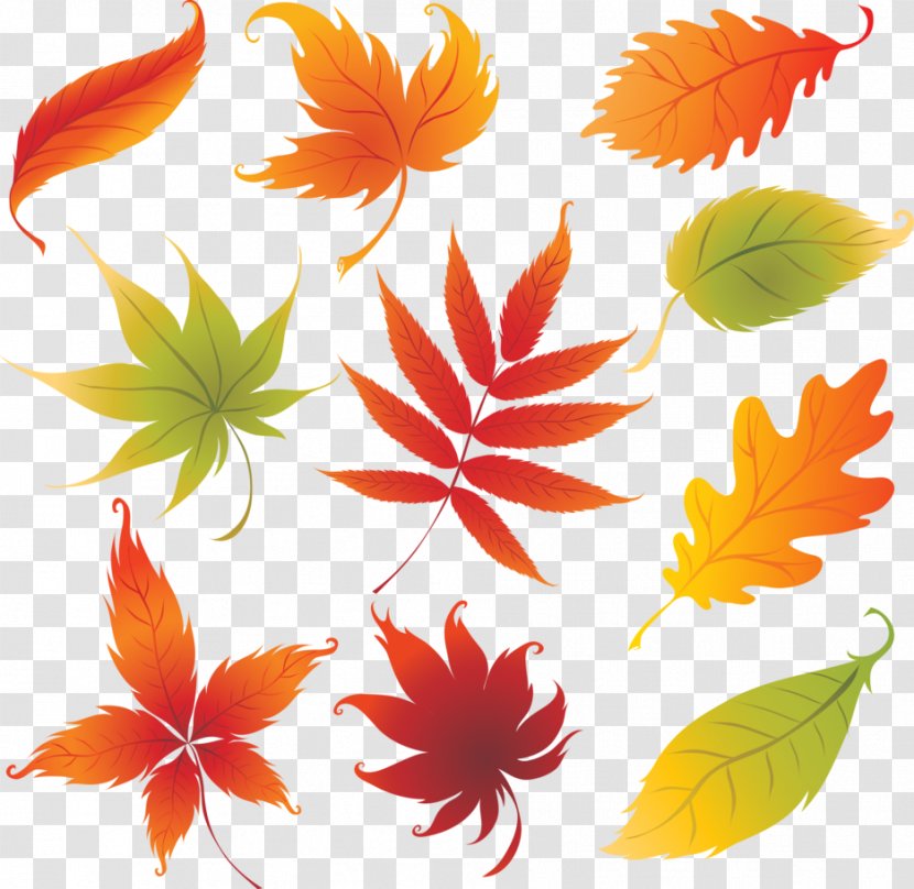 Drawing Autumn Leaf Color - Royaltyfree - Design Transparent PNG