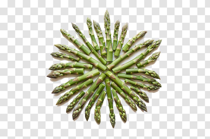 Asparagus Nutrient Vitamin A Plant Stem Folate - Dietary Fiber Transparent PNG