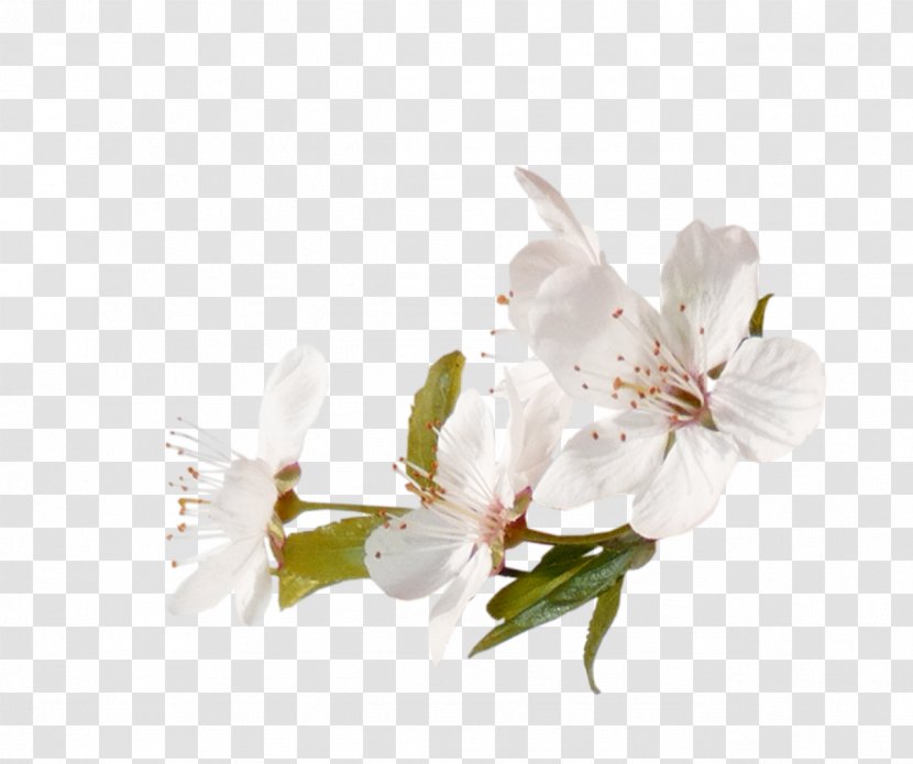 Cherry Blossom Tree - Cerasus - Magnolia Prunus Transparent PNG