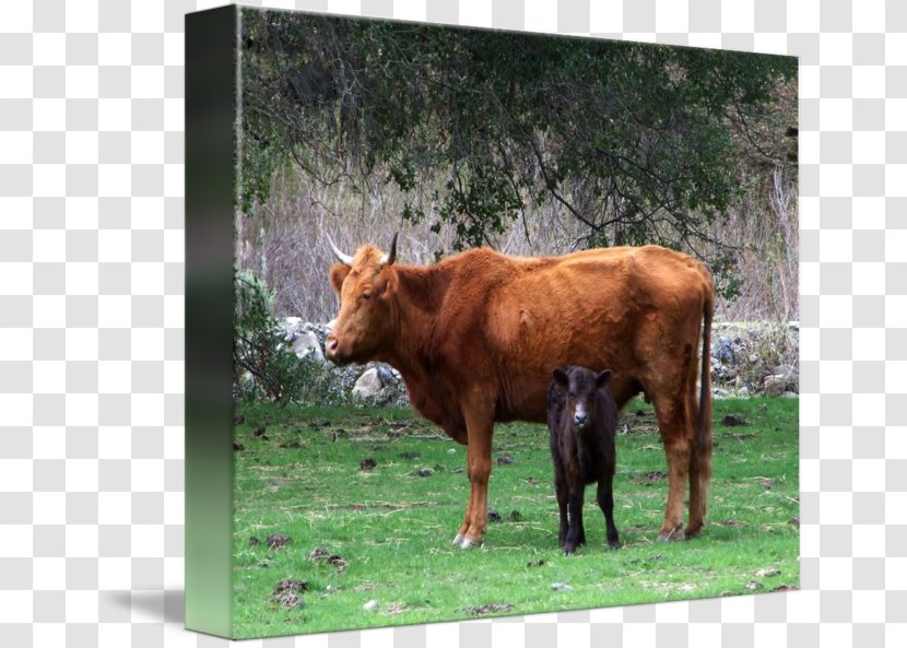 Cattle Calf Ox Goat Grazing - Wildlife Transparent PNG