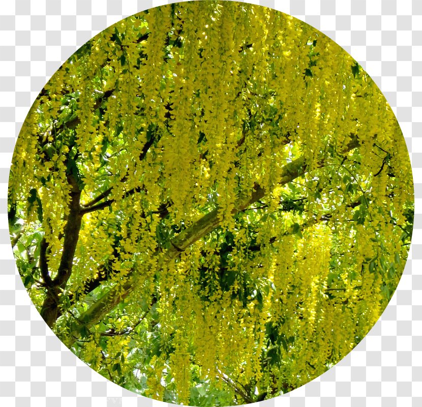 Tree - Grass Transparent PNG