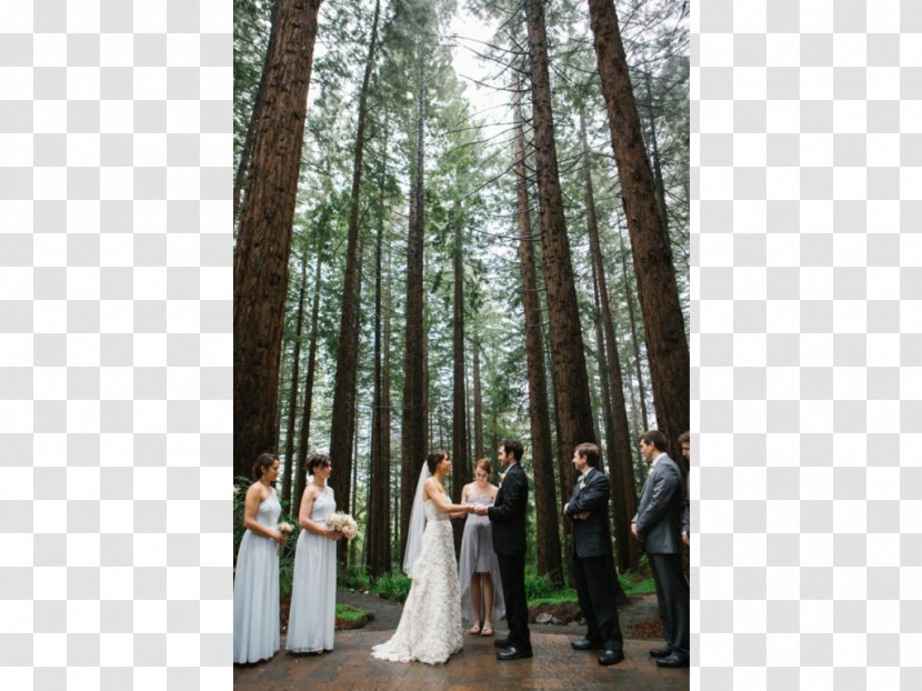 Wedding Dress Photograph Bride Plantation - Tree - Modern Lines Transparent PNG