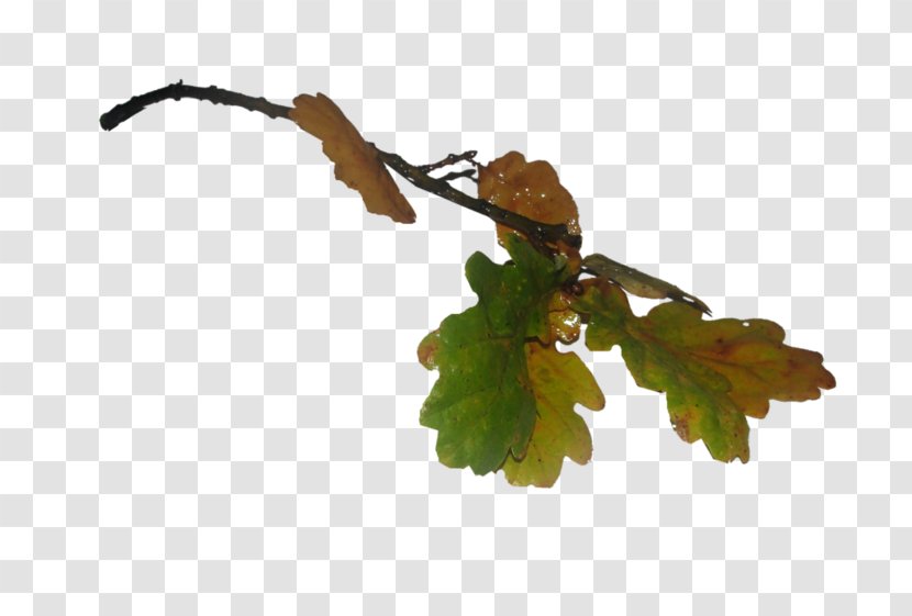 Acorn Clip Art - Branch Transparent PNG